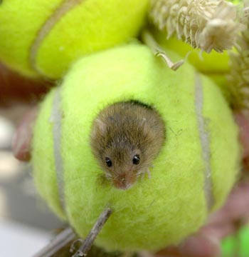 mouse1